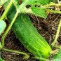 A & C Pickling Cucumber Hybrid Easy Grow Vegetable  25 seeds