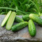 Bushy Cucumber Hybrid Easy Grow Vegetable  25 seeds