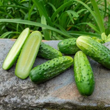 Bushy Cucumber Hybrid Easy Grow Vegetable  25 seeds