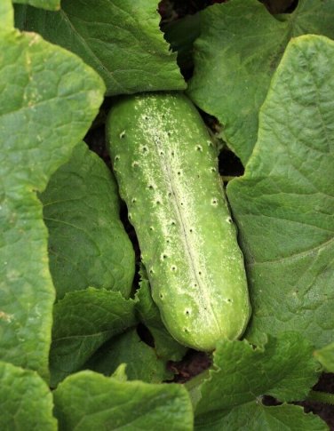 Snow'S Fancy Pickling Cucumber Hybrid Easy Grow Vegetable Garden 25 seeds