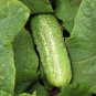 Snow'S Fancy Pickling Cucumber Hybrid Easy Grow Vegetable Garden 25 seeds
