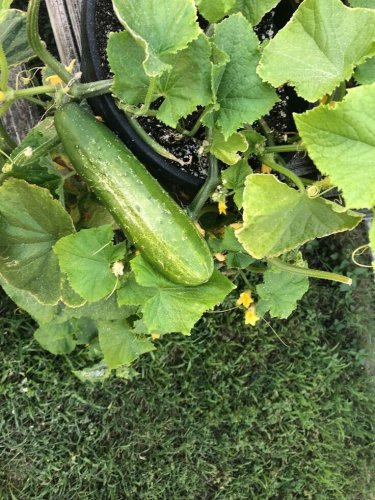 Patio Pickle Cucumber Hybrid Easy Grow Vegetable  25 seeds