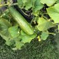 Patio Pickle Cucumber Hybrid Easy Grow Vegetable  25 seeds