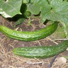 Palace King Cucumber Hybrid Easy Grow Vegetable  25 seeds