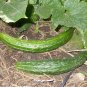 Palace King Cucumber Hybrid Easy Grow Vegetable  25 seeds