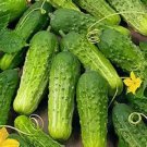 Northern Pickling Cucumber Hybrid Easy Grow Vegetable  25 seeds
