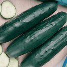 Fanfare Cucumber Hybrid Easy To Grow Vegetable  25 seeds