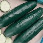 Fanfare Cucumber Hybrid Easy To Grow Vegetable  25 seeds
