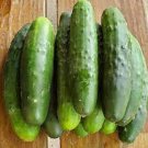 Dasher Ii Cucumber Hybrid Easy To Grow Vegetable  25 seeds