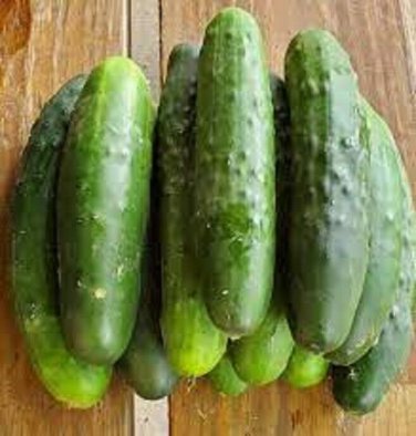 Dasher Ii Cucumber Hybrid Easy To Grow Vegetable  25 seeds
