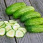 Chicago Cucumber Hybrid Easy To Grow Vegetable  25 seeds