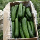 Viridis Cucumber Hybrid Easy To Grow Vegetable  25 seeds