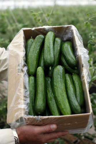 Viridis Cucumber Hybrid Easy To Grow Vegetable  25 seeds