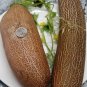 Sikkim Cucumber Hybrid Easy To Grow Vegetable  25 seeds