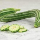 Painted Serpent Cucumber Hybrid Easy To Grow Vegetable  25 seeds