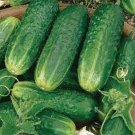 County Fair Cucumber Hybrid Easy To Grow Vegetable  25 seeds