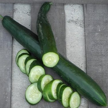 Orient Express Cucumber Hybrid Easy To Grow Vegetable  25 seeds