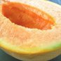 Yubari Melon Fast Growing Sweet Tasting Farm  25+ seeds