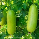 Winter Melon Fast Growing Sweet Tasting Farm  25+ seeds