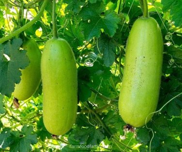 Winter Melon Fast Growing Sweet Tasting Farm  25+ seeds