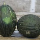 Valencia Melon Fast Growing Sweet Tasting Farm  25+ seeds