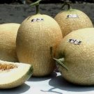 Ten Me Melon Fast Growing Sweet Tasting Farm  25+ seeds