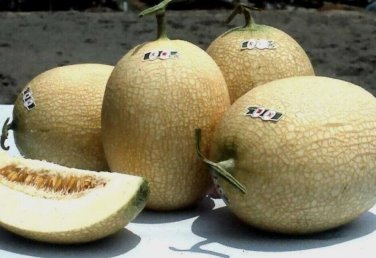 Ten Me Melon Fast Growing Sweet Tasting Farm  25+ seeds