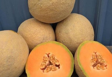 Sugar Melon Fast Growing Sweet Tasting Farm  25+ seeds