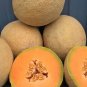 Sugar Melon Fast Growing Sweet Tasting Farm  25+ seeds
