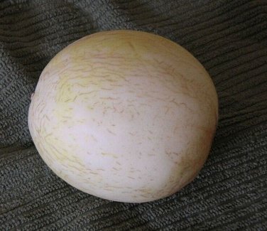 Sprite Melon Fast Growing Sweet Tasting Farm  25+ seeds