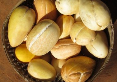 Snap Melon Fast Growing Sweet Tasting Farm  25+ seeds