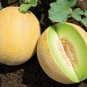Sky Rocket Melon Fast Growing Sweet Tasting Farm  25+ seeds