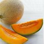 Rocket Melon Fast Growing Sweet Tasting Farm  25+ seeds
