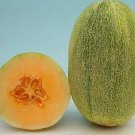 New Century Melon Fast Growing Sweet Tasting Farm  25+ seeds