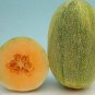 New Century Melon Fast Growing Sweet Tasting Farm  25+ seeds