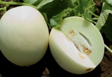 Honey Globe Melon Fast Growing Sweet Tasting Farm  25+ seeds
