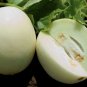 Honey Globe Melon Fast Growing Sweet Tasting Farm  25+ seeds