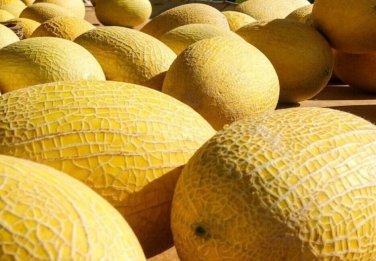 Hami Melon Fast Growing Sweet Tasting Farm  25+ seeds