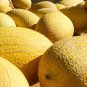 Hami Melon Fast Growing Sweet Tasting Farm  25+ seeds