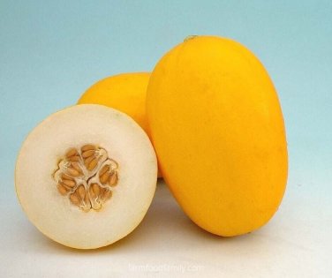 Golden Prize Melon Fast Growing Sweet Tasting Farm  25+ seeds