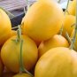 Golden Langkawi Melon Fast Growing Sweet Tasting Farm  25+ seeds