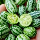 Cucamelon Melon Fast Growing Sweet Tasting Usa Farm  25+ seeds