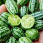 Cucamelon Melon Fast Growing Sweet Tasting Usa Farm  25+ seeds
