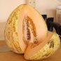 Crane Melon Fast Growing Sweet Tasting Usa Farm  25+ seeds