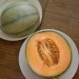 Charentais Melon Fast Growing Sweet Tasting Usa Farm  25+ seeds