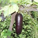 Cassabanana Melon Fast Growing Sweet Tasting Usa Farm  25+ seeds