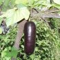 Cassabanana Melon Fast Growing Sweet Tasting Usa Farm  25+ seeds