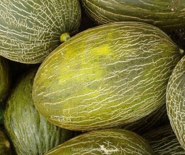 Camouflage Melon Fast Growing Sweet Tasting Usa Farm  25+ seeds