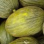 Camouflage Melon Fast Growing Sweet Tasting Usa Farm  25+ seeds