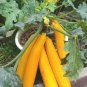 Banana Melon Fast Growing Sweet Tasting Usa Farm  25+ seeds